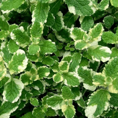 Des images de diff�rentes plantes